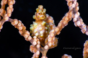 Hippocampus bargibanti by Wayne Jones 